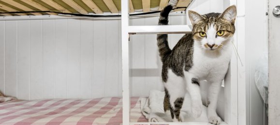 3 bedrooms House in South Murwillumbah, Australia No. 417 18