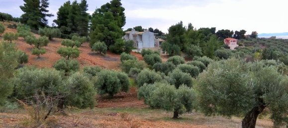  فندق في Chalkidiki, Greece 6460متر مربع رقم 5937 3
