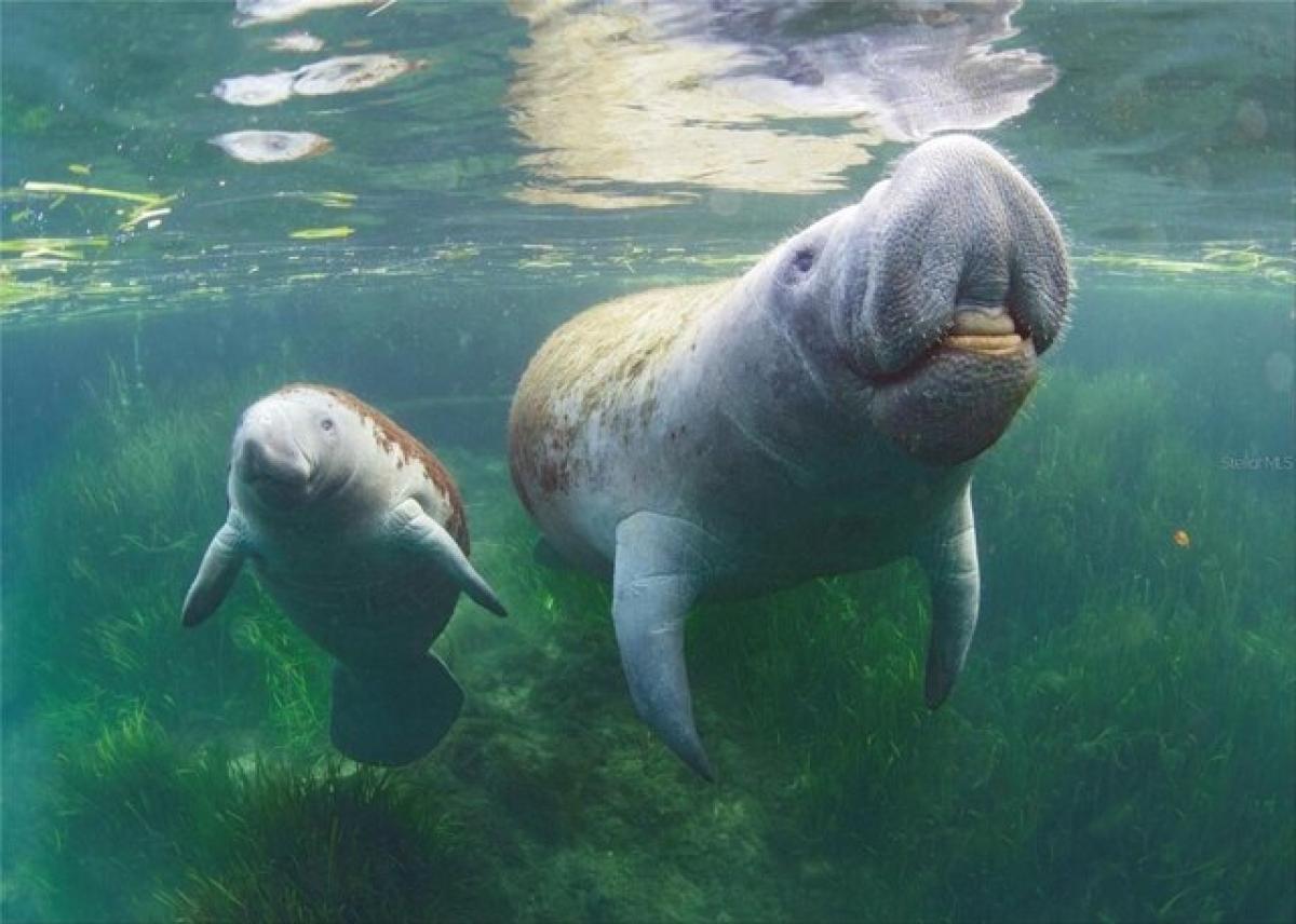  Land in Spring Hill, USA No. 548957