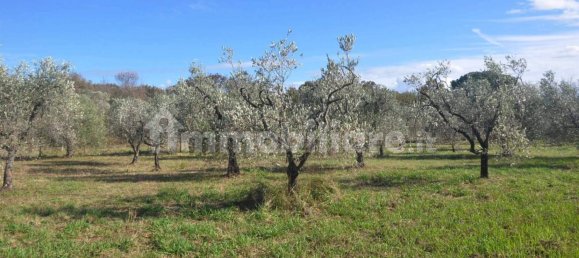 Terrain à Rosignano Marittimo, Italy 9690m² No. 133532 2