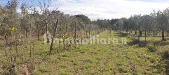 Terrain à Rosignano Marittimo, Italy 9690m² No. 133532 3