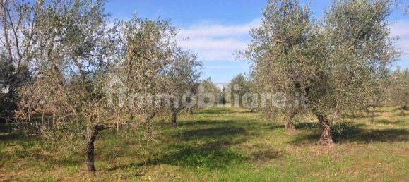 Terrain à Rosignano Marittimo, Italy 9690m² No. 133532 4