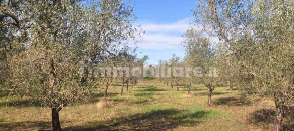 Terrain à Rosignano Marittimo, Italy 9690m² No. 133532 10