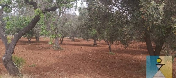 4-salle Maison à San Vito dei Normanni, Italy No. 162549 17