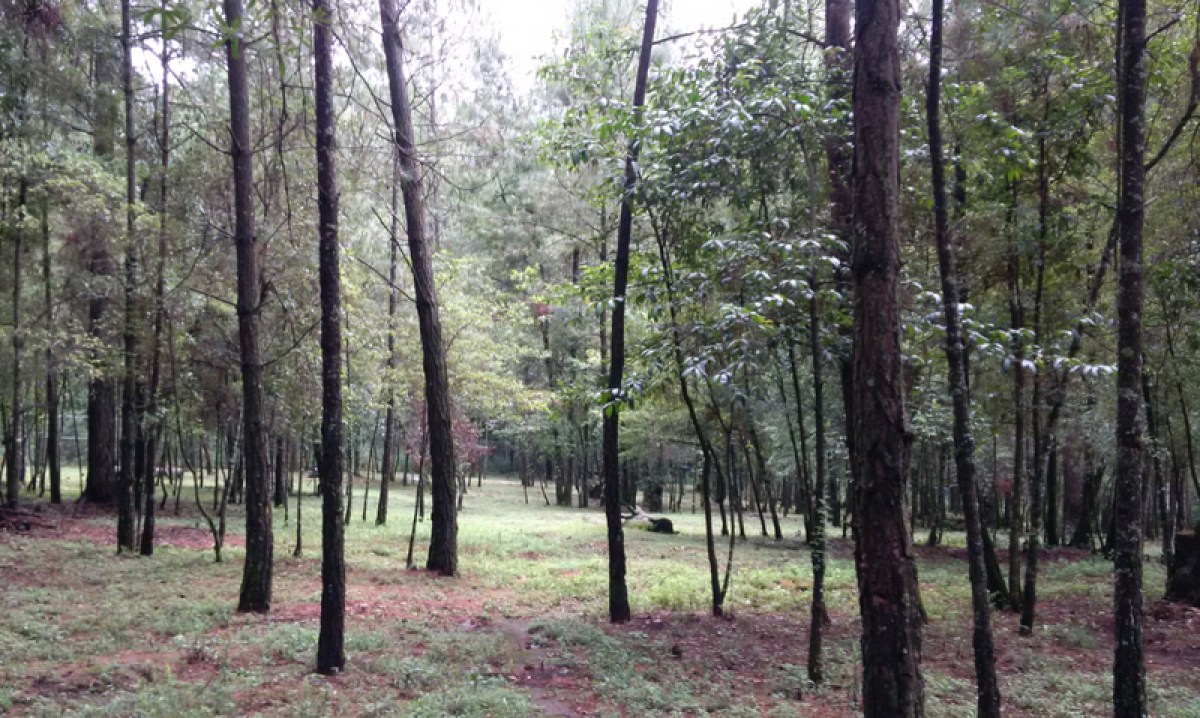 Terreno en Heroica Matamoros, Mexico No. 204112