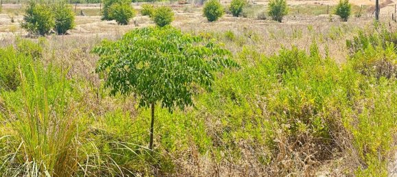  Land in La Marina, Spain No. 152800 11