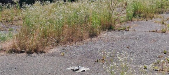 Terreno en Casaletto Ceredano, Italy No. 359751 5