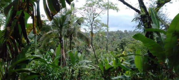  قطعة أرض في Tabanan, Indonesia 6200متر مربع رقم 4356 2