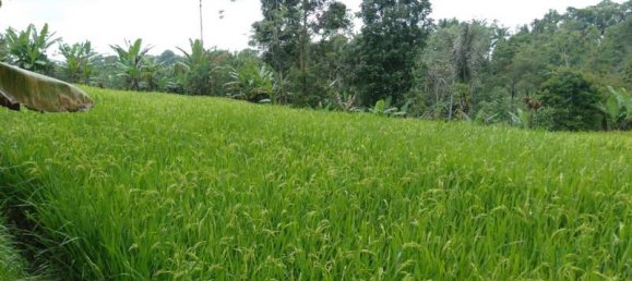  قطعة أرض في Tabanan, Indonesia 6200متر مربع رقم 4356 12