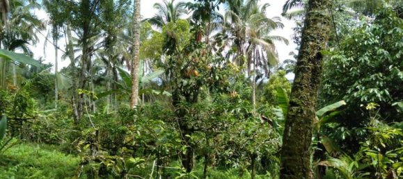  قطعة أرض في Tabanan, Indonesia 6200متر مربع رقم 4356 10