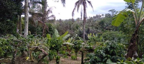  قطعة أرض في Tabanan, Indonesia 6200متر مربع رقم 4356 3