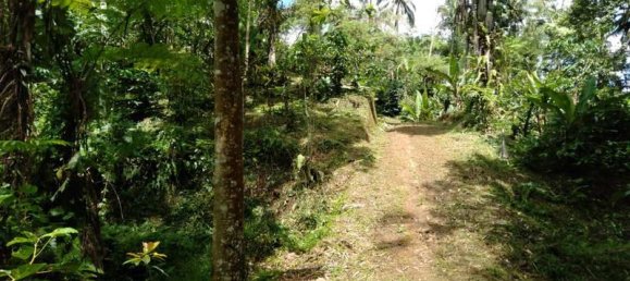  قطعة أرض في Tabanan, Indonesia 6200متر مربع رقم 4356 8