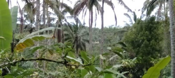  قطعة أرض في Tabanan, Indonesia 6200متر مربع رقم 4356 6