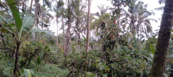  قطعة أرض في Tabanan, Indonesia 6200متر مربع رقم 4356 9