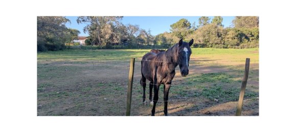 8 bedrooms Land in Obidos, Portugal No. 109287 39