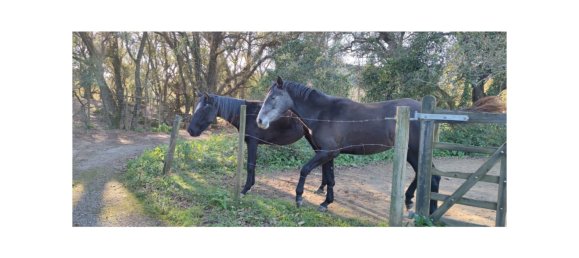 8 bedrooms Land in Obidos, Portugal No. 109287 50