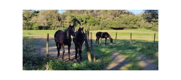 8 bedrooms Land in Obidos, Portugal No. 109287 48