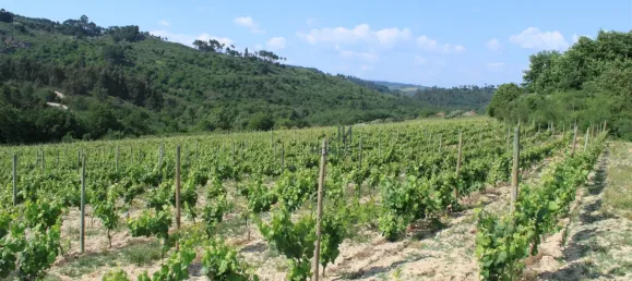 7 غرف نوم قلاع في Silgueiros, Portugal رقم 58258 30