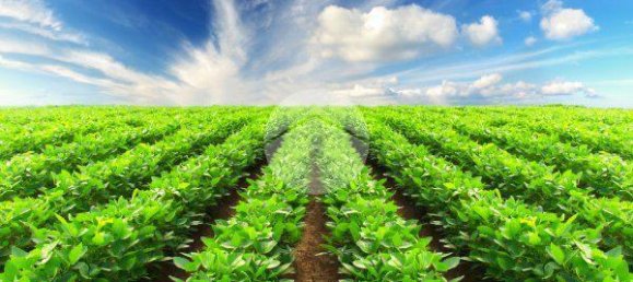 32500m² Land in Saonara, Italy No. 293735 6