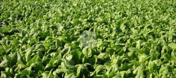 32500m² Land in Saonara, Italy No. 293735 4