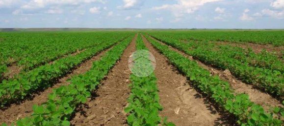 32500m² Land in Saonara, Italy No. 293735 2