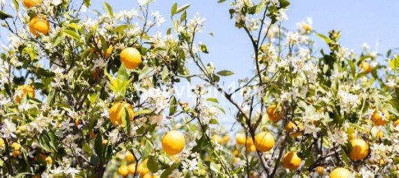 قطعة أرض في Alhaurin de la Torre, Spain 61متر مربع رقم 151038 9