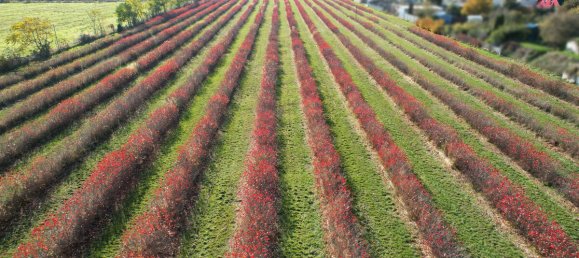 Terreno em Halle, Germany N.º 160882 8