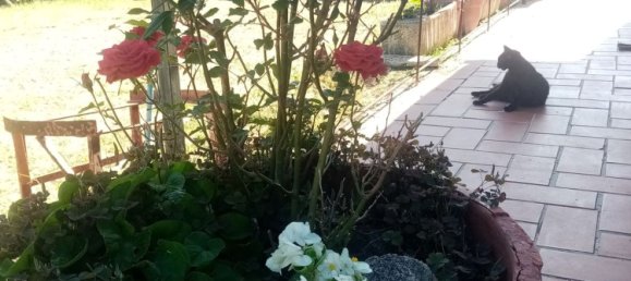 4 rooms Villa in Roccalbegna, Italy No. 257101 12