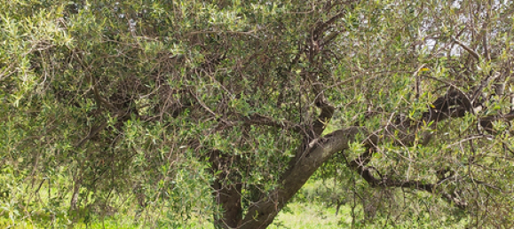 Terreno em Misilmeri, Italy 19000 m² N.º 257266 4