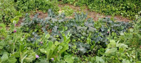 3 bedrooms Commercial property in Pyrgos, Greece No. 2495 9