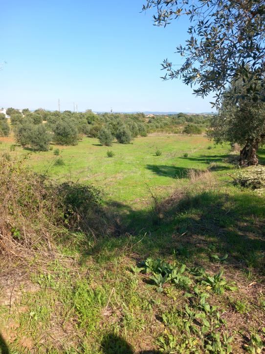  Land in Torres Novas, Portugal No. 267817