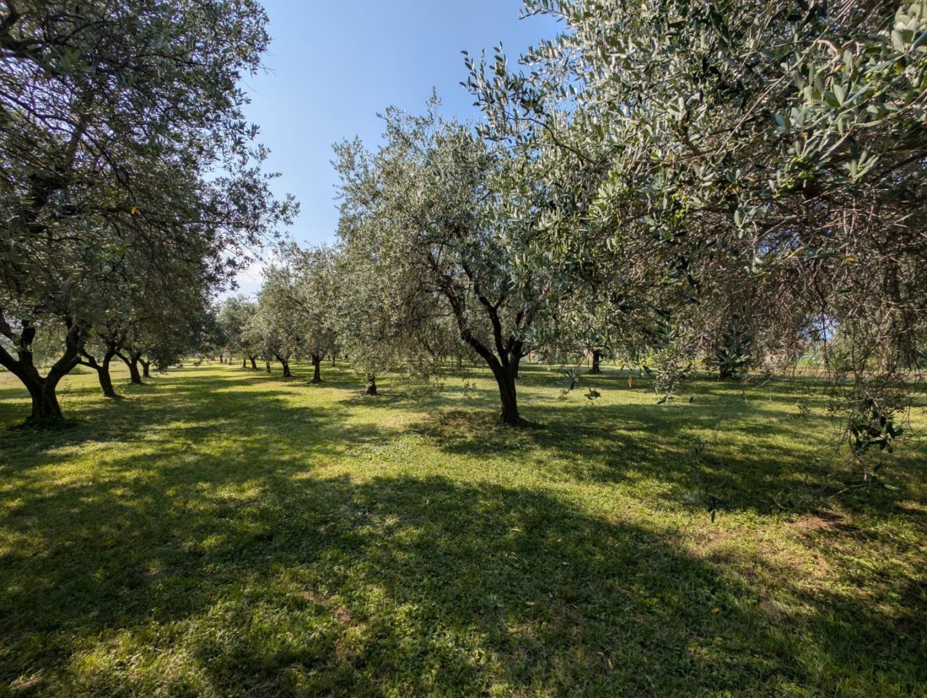  Land in Bassano del Grappa, Italy No. 363607