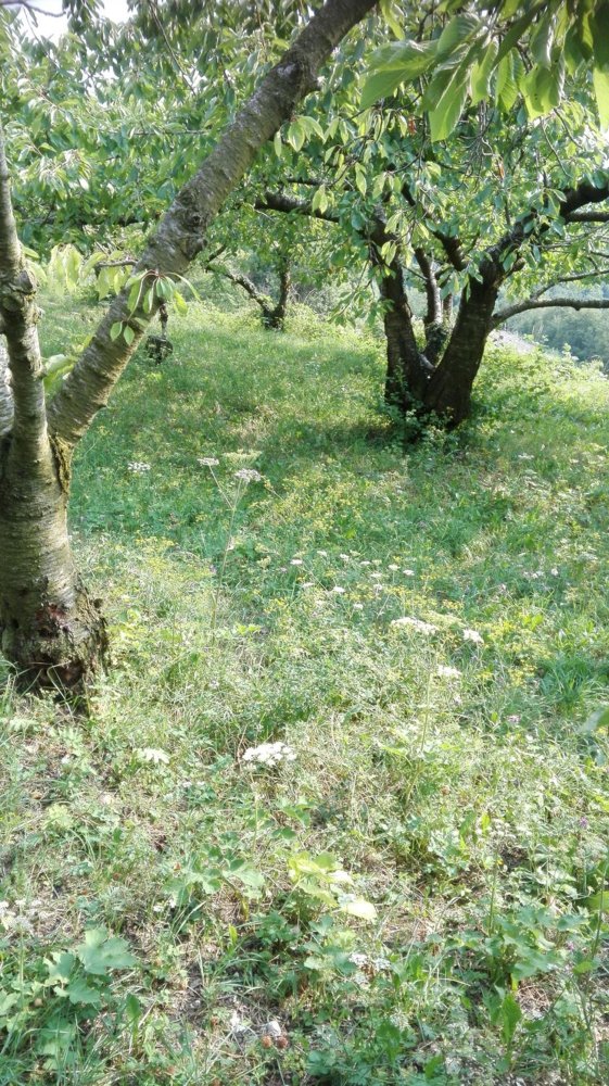 Grundstück in Tregnago, Italy 9250m², Nr. 169698