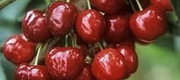 Grundstück in Tregnago, Italy 9250m², Nr. 169698 2