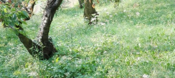 Grundstück in Tregnago, Italy 9250m², Nr. 169698 4