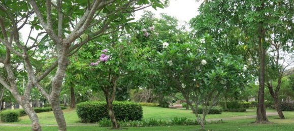 3 bedrooms Cafe / restaurant in Chiang Mai, Thailand No. 12942 30