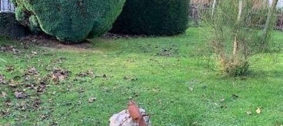 5 bedrooms House in Hochsauerlandkreis, Germany No. 71824 19