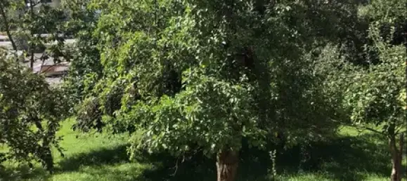 6 rooms Farm in Vogtlandkreis, Germany No. 86103 24