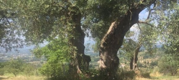 Земельный участок 13000м² в Фрассо Телезино, Италия № 254511 7