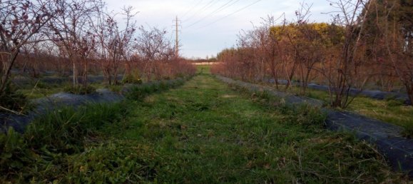 قطعة أرض في Orjais, Portugal رقم 140592 8