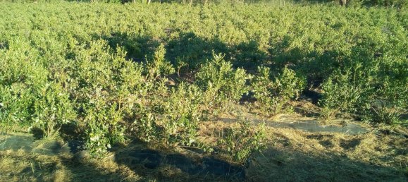 قطعة أرض في Orjais, Portugal رقم 140592 3