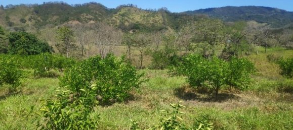 Grundstück in Puntarenas, Costa Rica, Nr. 1534 4