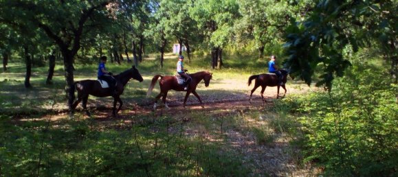 Property in Kilkis, Greece 1600m², Nr. 6563 6