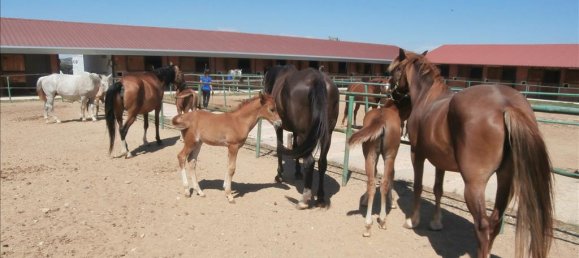 Property in Kilkis, Greece 1600m², Nr. 6563 11