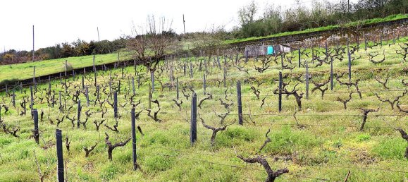 5 Schlafzimmer Haus in Santa Marta de Penaguiao, Portugal, Nr. 181671 23