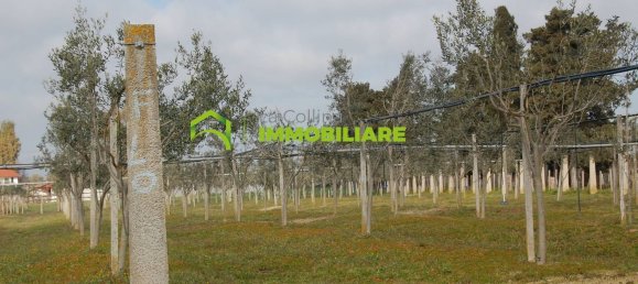 27500m² Land in Cisterna di Latina, Italy No. 213899 4