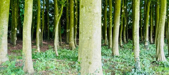 4 chambres Maison à Le Parcq, France No. 58801 14
