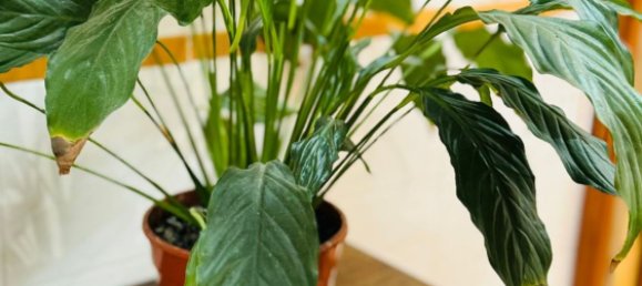 3 bedrooms House in Marbella, Spain No. 80686 25