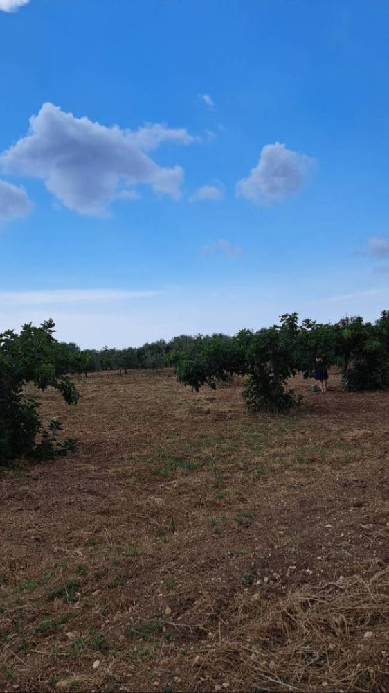 10010m² Land in Carosino, Italy No. 343625