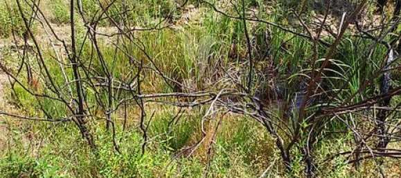 6 bedrooms House in Sao Teotonio, Portugal No. 31334 39